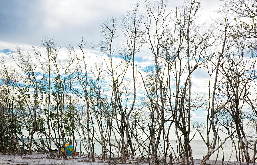 Bare Trees Photograph - Bare Trees At The Beach by Felix Lai Bare Trees Photograph - Bare Trees At The Beach by Felix Lai