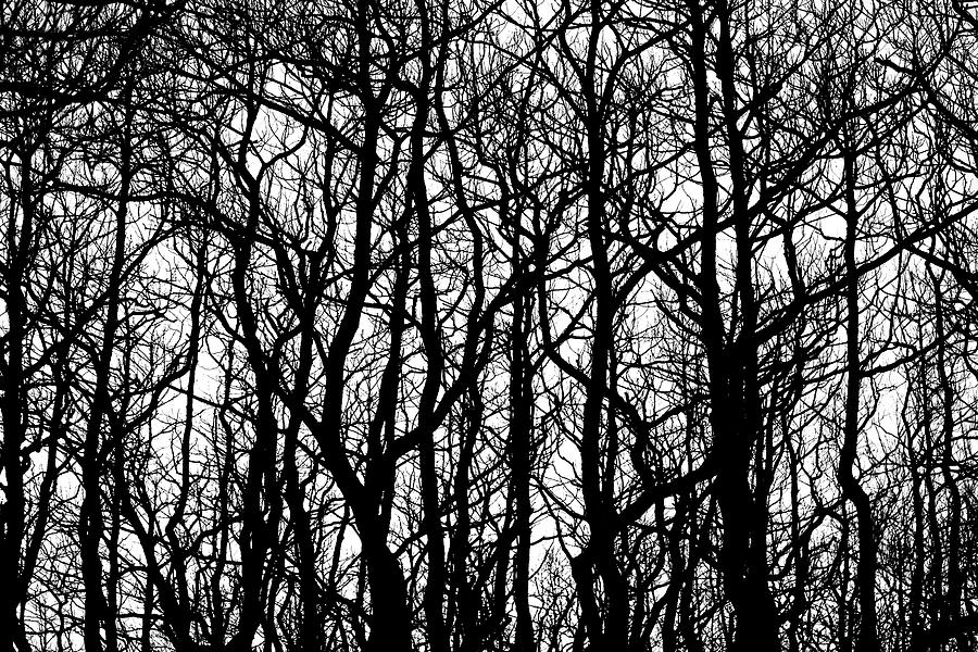 Bare Trees in Black and White Photograph by Denise Kopko