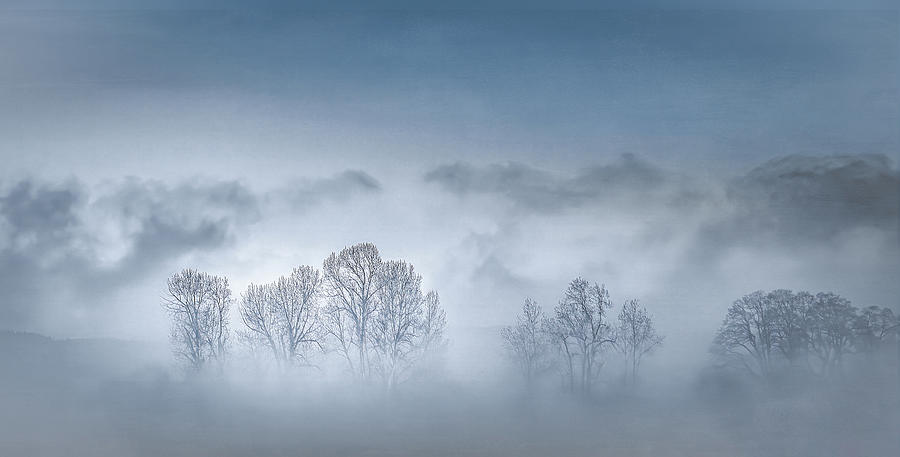 Bare Trees in Morning Mist Photograph by Don Schwartz