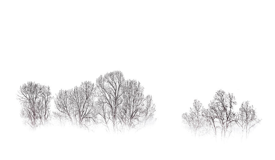 Bare Trees in the Mist Photograph by Don Schwartz