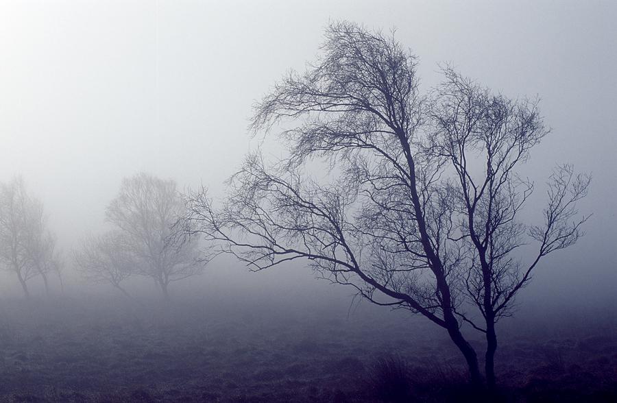 Bare trees in thick fog, Peak District National Park, Derbyshire, England Photograph by Design Pics/John Doornkamp
