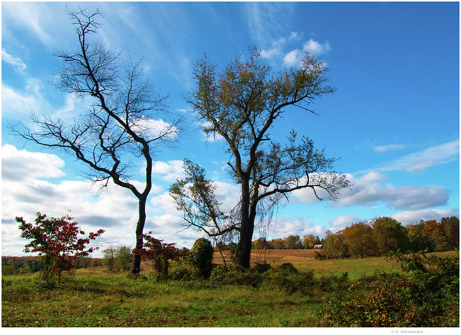 Bare Trees, Meadow in Autumn Photograph by A Macarthur Gurmankin