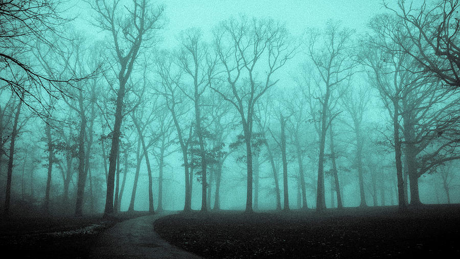 Bare Trees on a Foggy Morning  Photograph by David Morehead