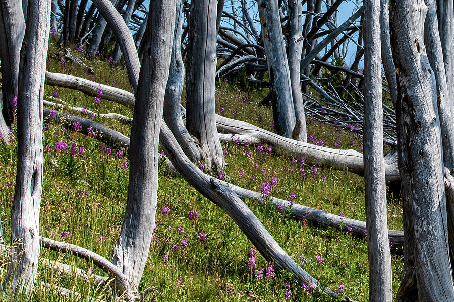 Bare Trees, Pink flowers walking up a mountain Photograph by Nathan Wasylewski