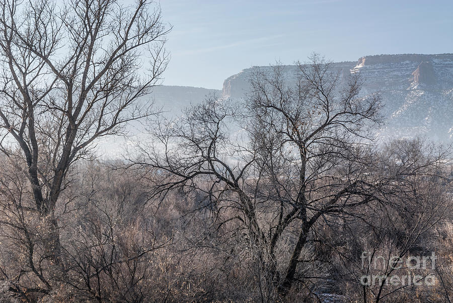Bare Trees with Sandstone Cliffs Behind Photograph by John Arnaldi