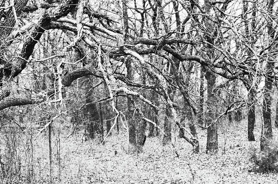 Bare Wild Oak Trees Conglomeration in Black and White Photograph by Gaby Ethington