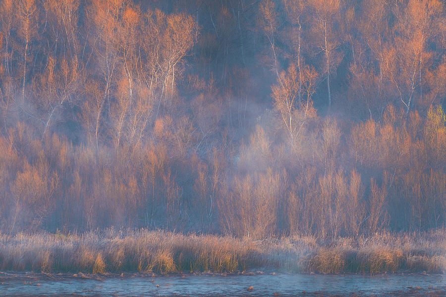 Bare Willows and Morning Fog Photograph by Alexander Kunz