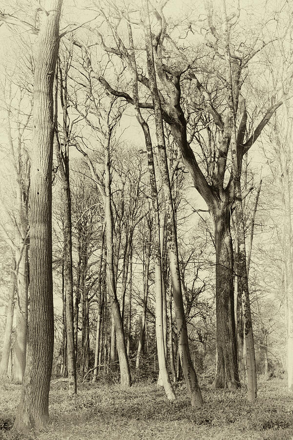 Bare Winter Trees Antique Photograph by Tanya C Smith