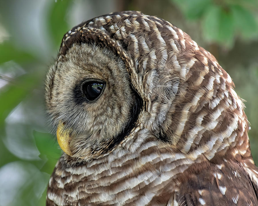 Barred Owl in Profile Photograph by Fon Denton