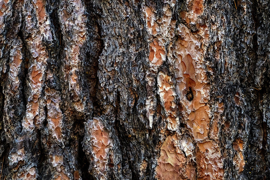 Nature Photograph - Bark Close-Up by Christopher Johnson