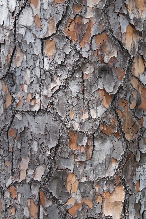 Bark detail Photograph by Jindra Noewi