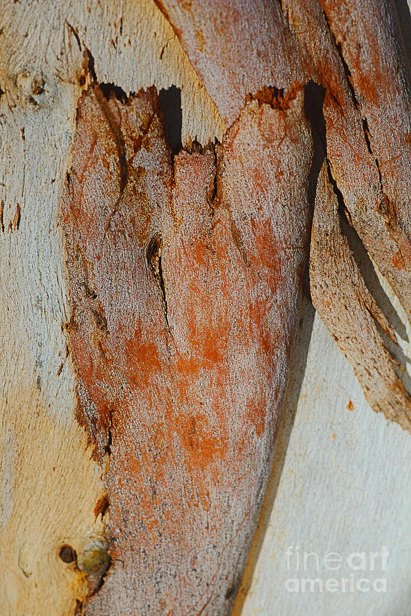 Bark Layer Eucalyptus Tree   Photograph by Joy Watson