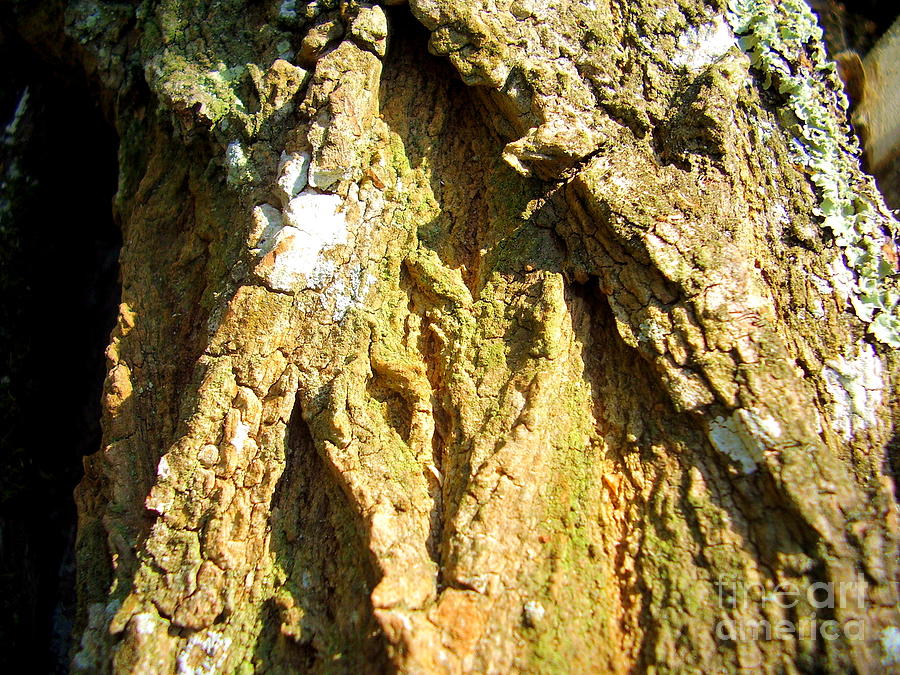 Bark of an Elder Tree Photograph by Stephen Farhall - Fine Art America