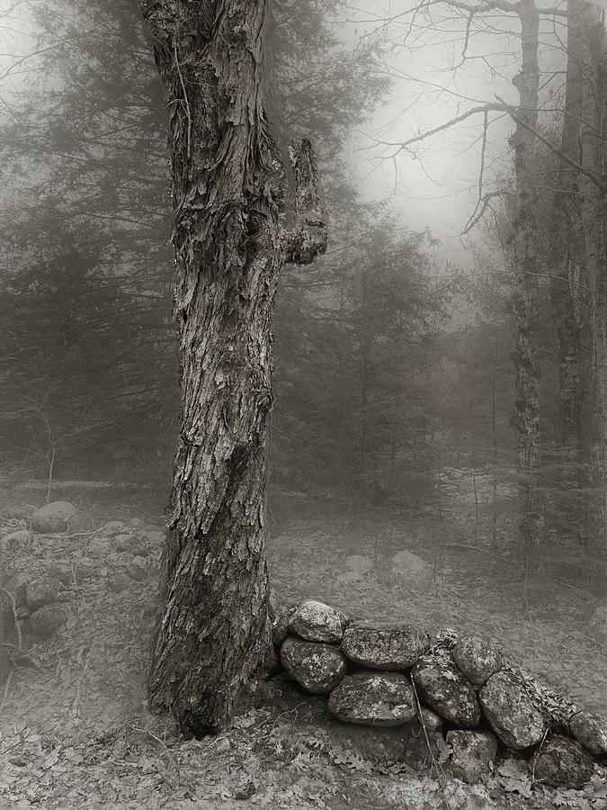 Bark, Stone and Fog Photograph by Wayne King