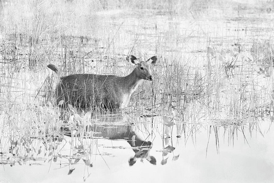 Barking Deer Photograph by Kiran Joshi