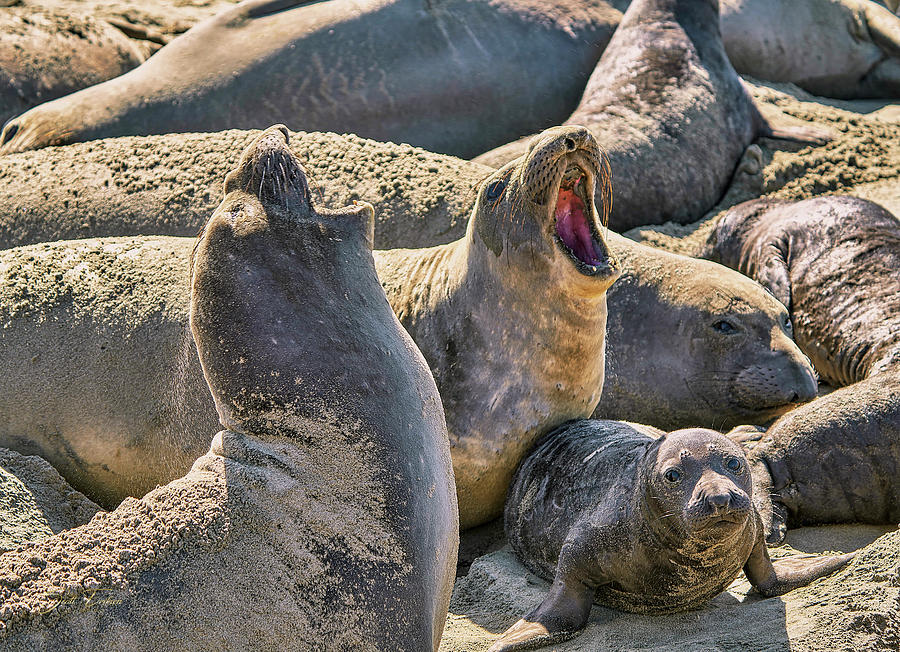 Barking Elephant Seals at Ano Nuevo Photograph by Scott Eriksen - Fine ...