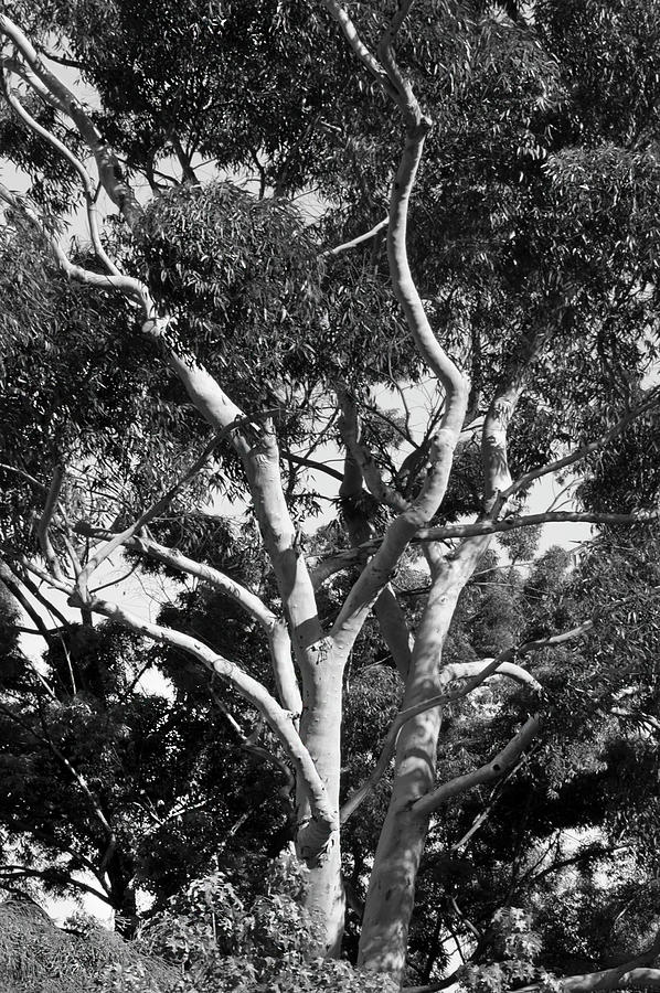 Barkless Tree Photograph by Mike McGlothlen