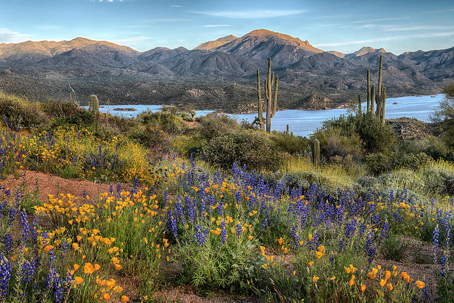 Bartlett Lake surrounded by colorful spring flowers Photograph by Dave Dilli