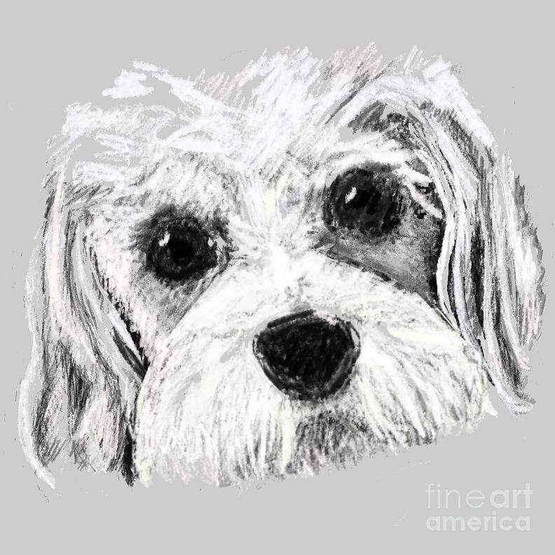 Cavachon Drawing by Alison Welsby - Fine Art America