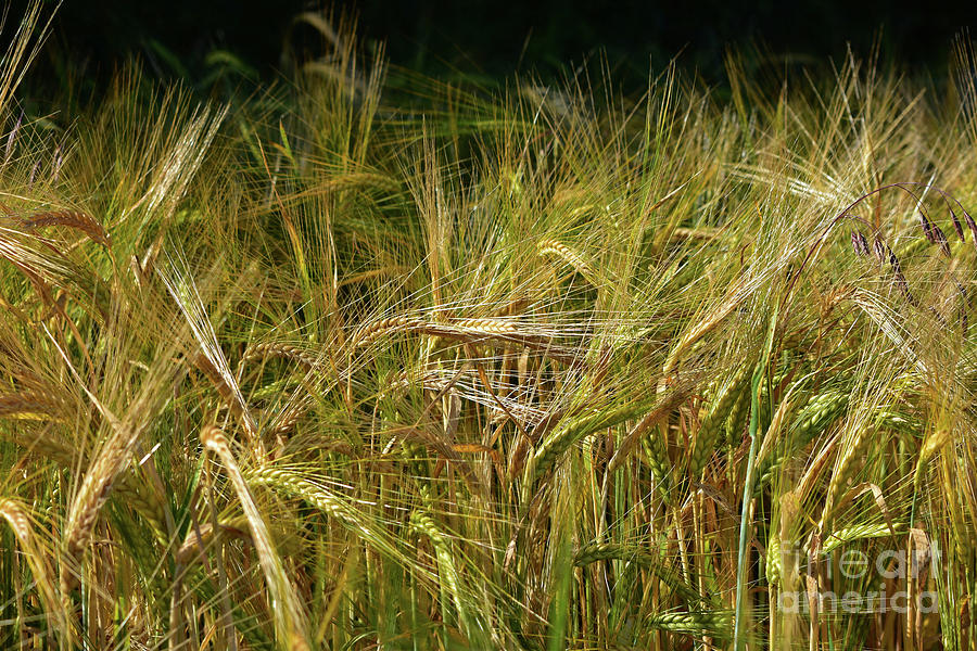 Barley Crop - Hordeum vulgare Photograph by Yvonne Johnstone