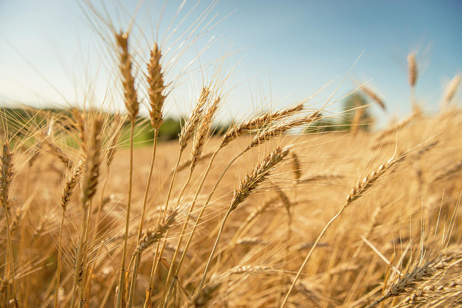 Barley Field Photograph