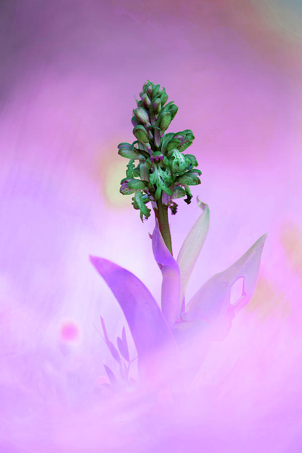 Barlia Robertiana - Infrared - Purple Digital Art