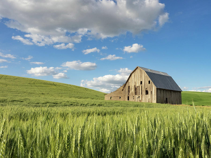 Barn Amid Barley Photograph by David Choate - Fine Art America