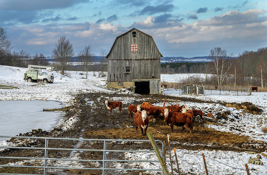 Barn and Cows Photograph by Mark Papke
