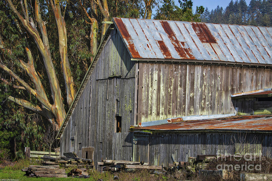 Barn and Eucalyptus Tree Photograph by Mitch Shindelbower
