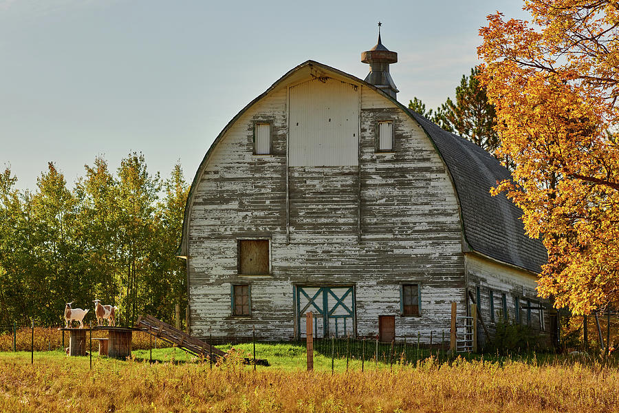 Barn and Goats Photograph by Paul Freidlund