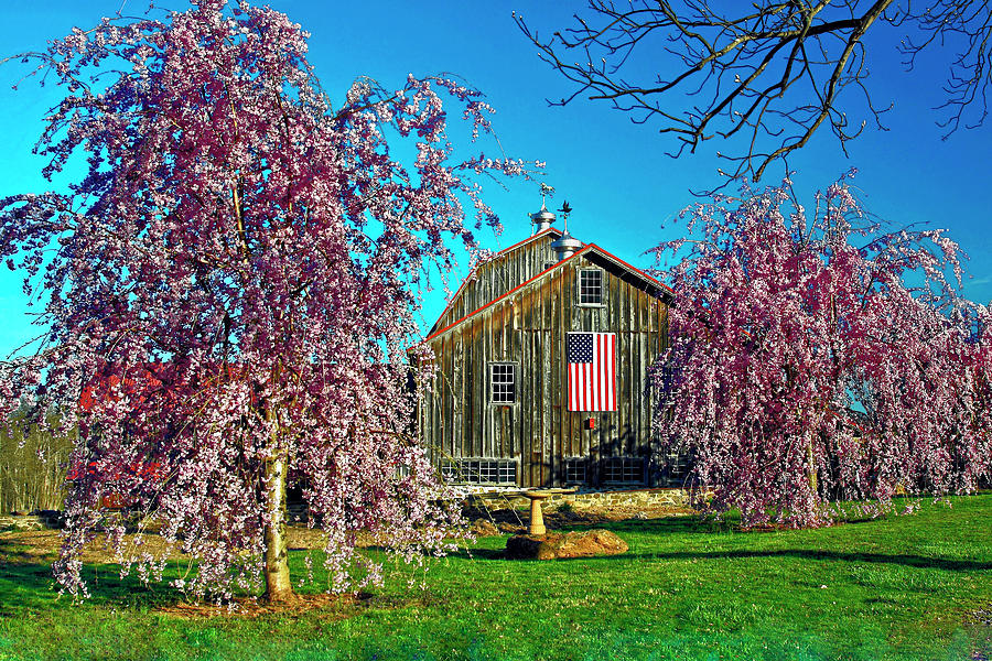 Barn and Spring Trees Photograph by Sally Weigand