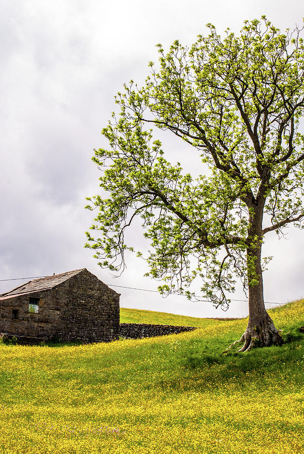 Barn and Tree Photograph by Les Hutton