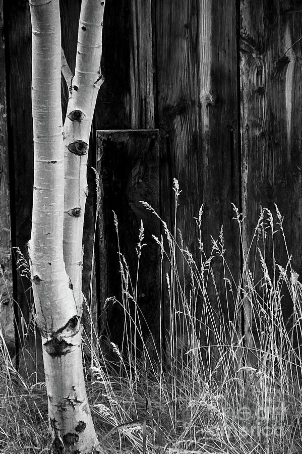 Barn Boards Photograph by Roland Stanke
