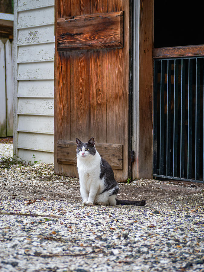 Barn Cat in CW Photograph by Rachel Morrison