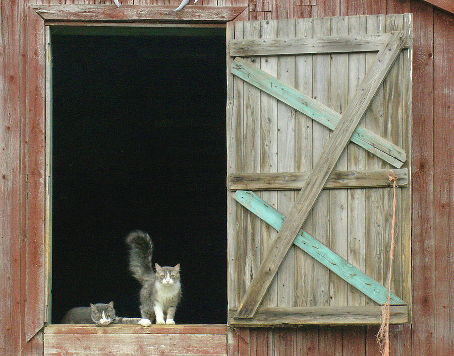 Barn Cats SE 14 x 11 Photograph by Kenneth Lane Smith