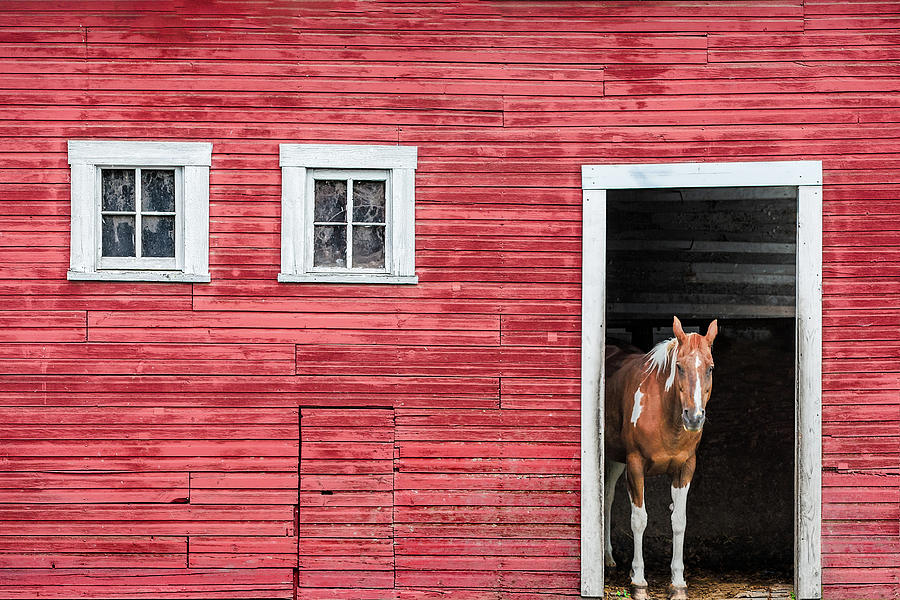 Barn Door Horse Photograph by Todd Klassy