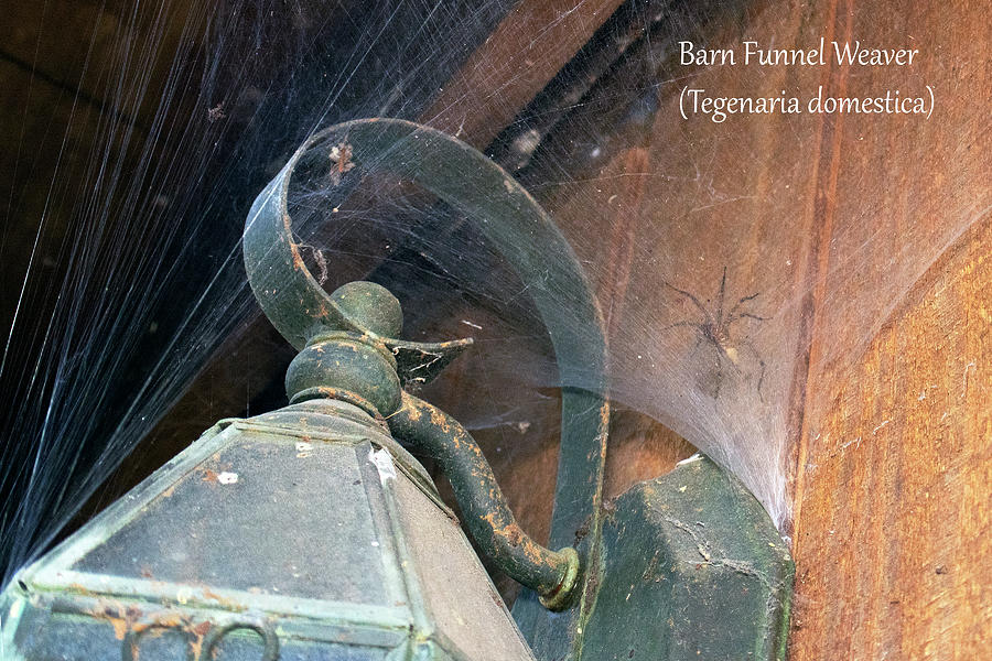 Barn Funnel Weaver Spider Photograph by Mark Berman