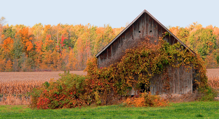Old Barn Covered in Fall Colored Vines Photograph by Kenneth Lane Smith