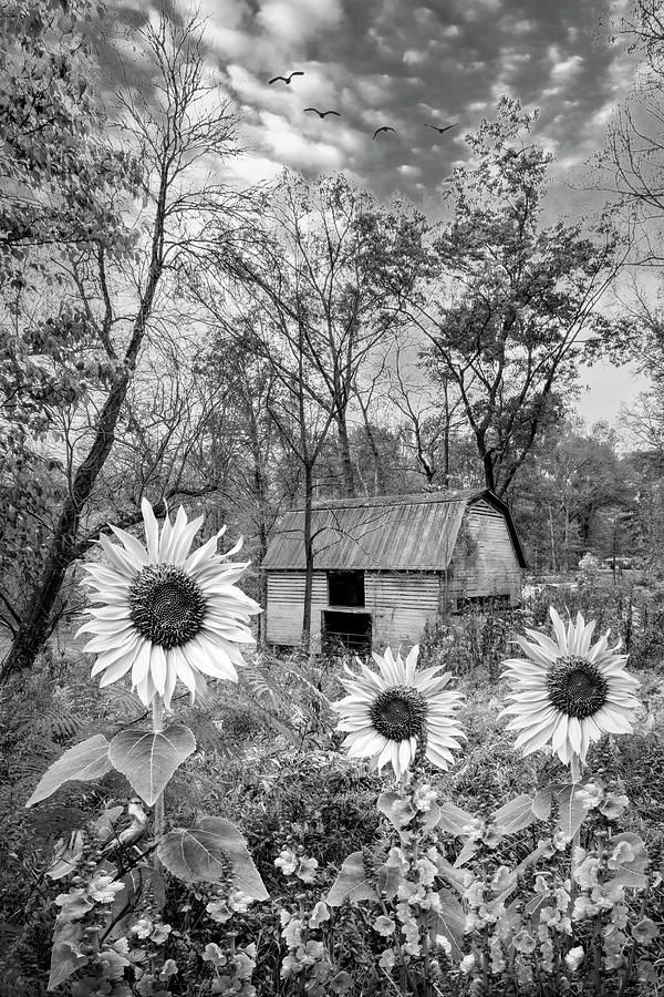 Barn in Sunflowers Black and White Photograph by Debra and Dave Vanderlaan