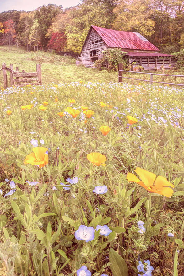 Barn in the Poppies Wildflowers in Country Colors Photograph by Debra and Dave Vanderlaan
