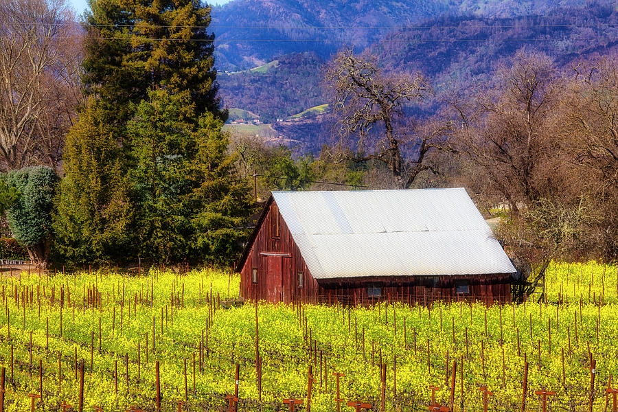 Barn Photograph - Barn In The Vineyards With Mustard Grass by Garry Gay