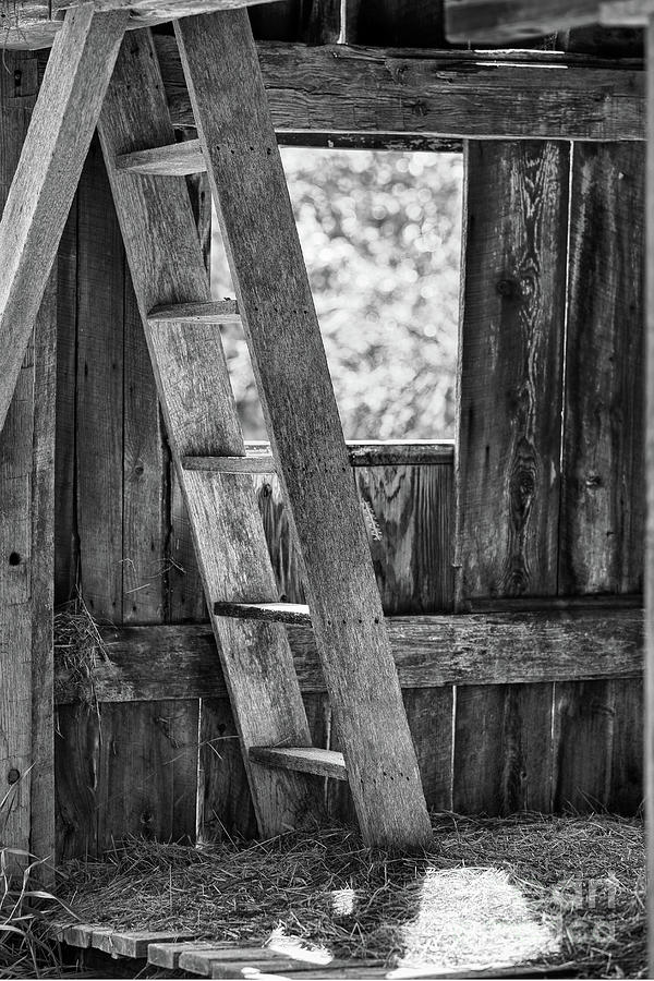Barn Ladder Photograph by Nicki McManus