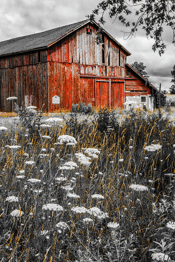 Barn Meadow Black and White and Red Photograph by Debra and Dave Vanderlaan