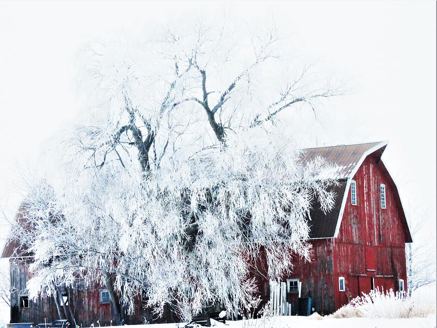 Barn on a Frosty Afternoon  Photograph by Lori Frisch