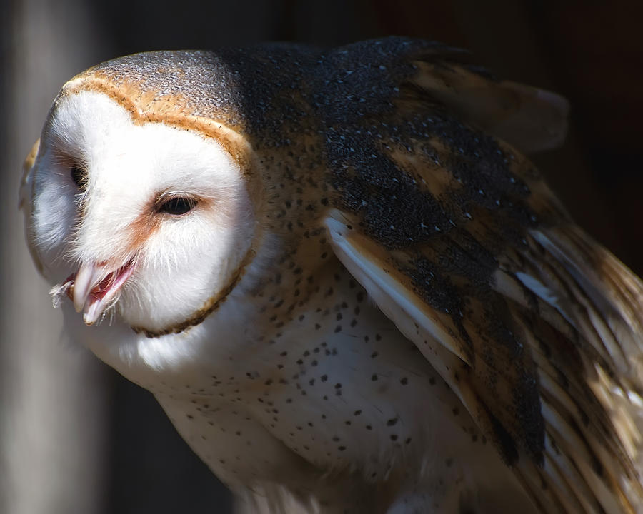 Barn Owl 1 Photograph by Flees Photos