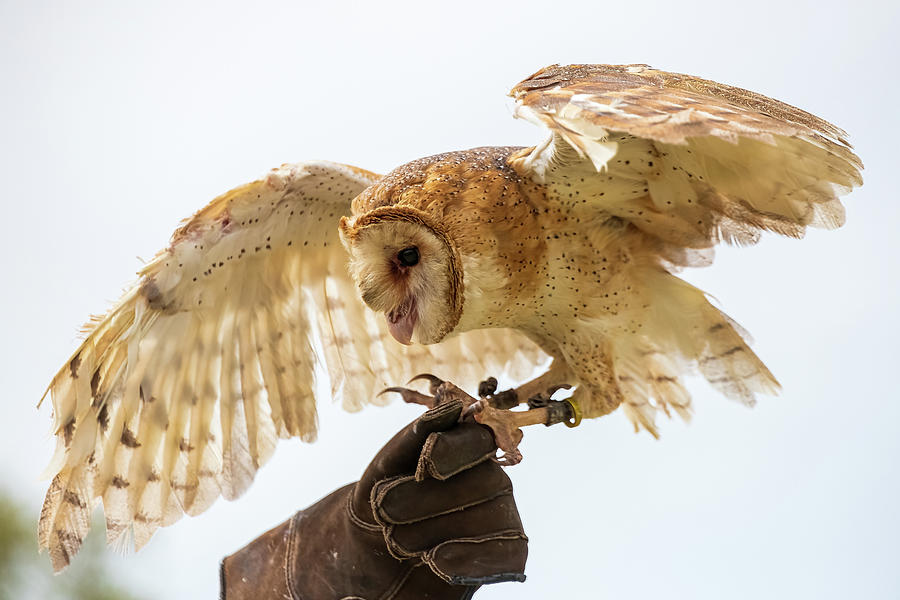 Barn Owl-1 Photograph by John Kirkland