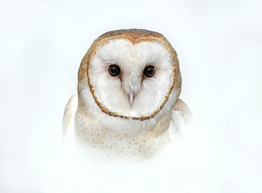 Barn Owl Photograph by Alan Schroeder