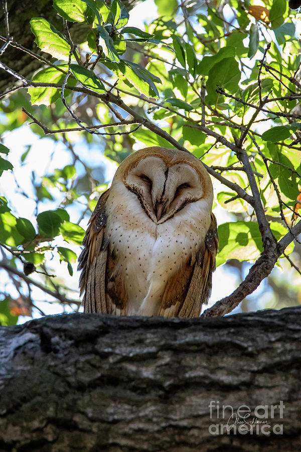 Barn Owl Photograph by Alice Schlesier