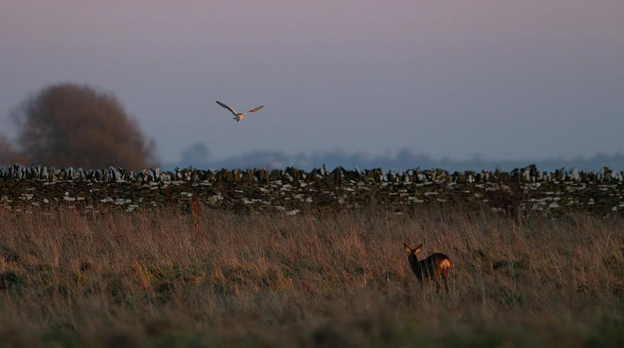 Barn Owl And Roe Deer Photograph by Pete Walkden