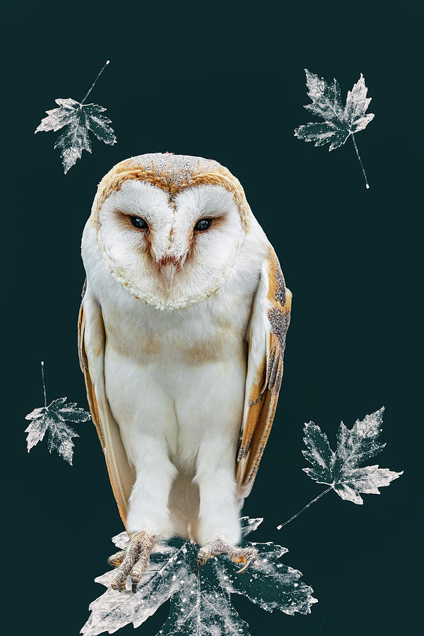 Barn Owl Photograph by Angela Carrion Photography